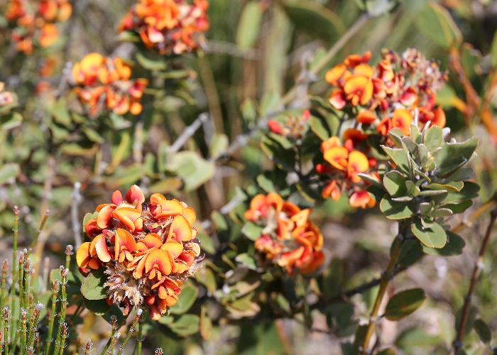 Western Australian Plants Fabaceae